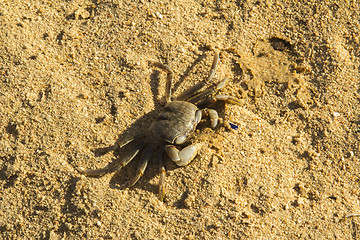 Image showing small crab.