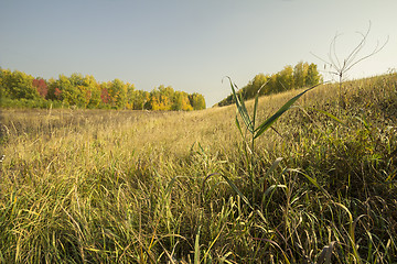 Image showing autumn sketches.