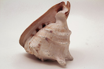 Image showing sea shell