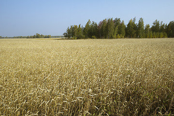 Image showing autumn sketches.