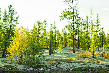 Image showing   Landscapes of the Far North