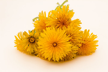 Image showing         Yellow flowers