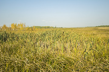 Image showing autumn sketches.