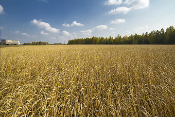 Image showing autumn sketches.