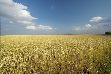 Image showing autumn sketches.