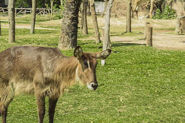 Image showing Tailand.Pattayya.Zoopark