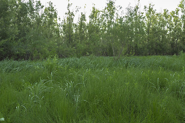 Image showing  summer landscape