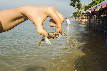 Image showing small crab.