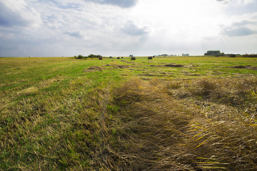 Image showing autumn sketches.