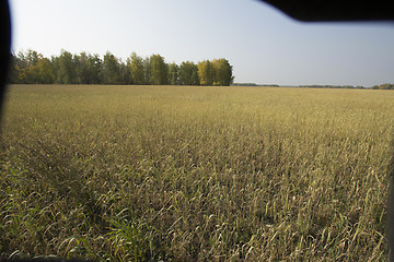 Image showing autumn sketches.