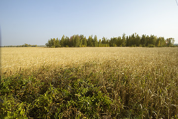 Image showing autumn sketches.