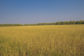 Image showing autumn sketches.