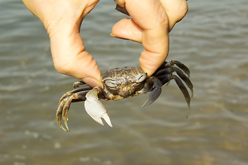 Image showing small crab.