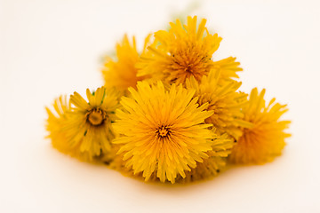 Image showing         Yellow flowers