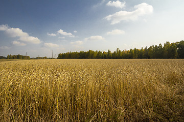 Image showing autumn sketches.