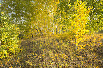 Image showing autumn sketches.