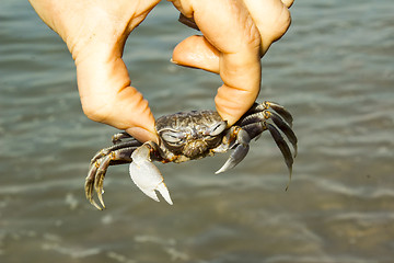 Image showing small crab.