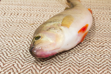 Image showing  fish perch.