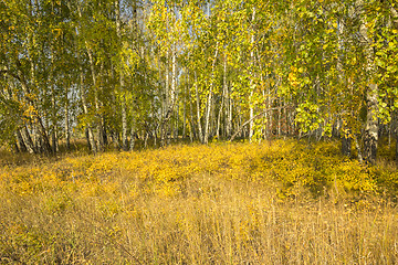 Image showing autumn sketches.