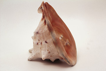 Image showing   sea shell