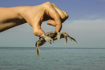 Image showing small crab.