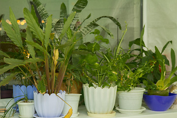 Image showing Potted flowers