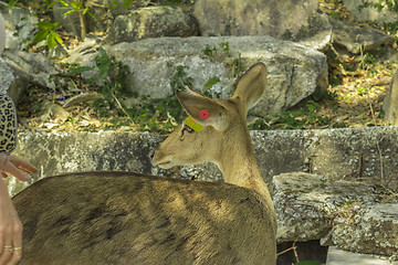 Image showing Tailand.Pattayya.Zoopark