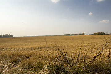 Image showing autumn sketches.