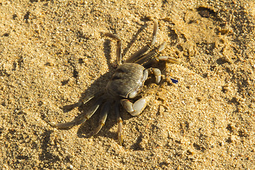 Image showing small crab.