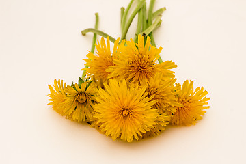 Image showing         Yellow flowers