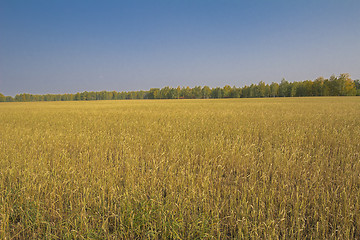 Image showing autumn sketches.