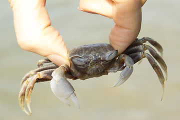 Image showing small crab.