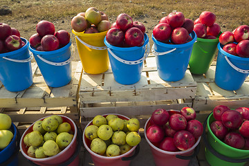 Image showing Fruits.