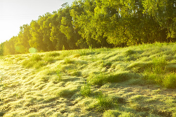 Image showing   summer landscape