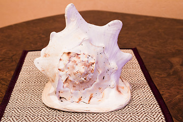Image showing   sea shell