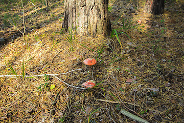 Image showing Muhamor forest