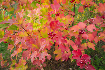 Image showing autumn sketches.