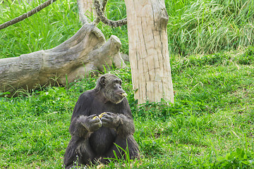 Image showing Tailand.Pattayya.Zoopark