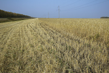 Image showing autumn sketches.