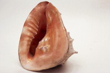 Image showing   sea shell