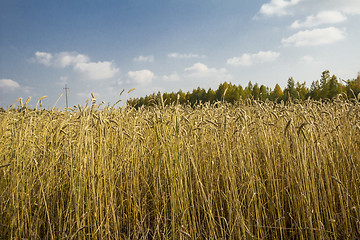 Image showing autumn sketches.