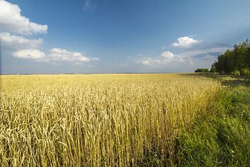 Image showing autumn sketches.