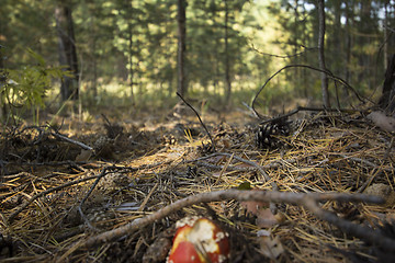 Image showing Muhamor forest