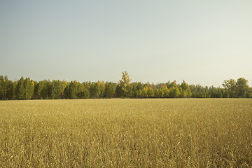 Image showing autumn sketches.