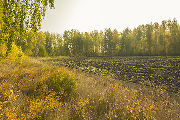 Image showing autumn sketches.