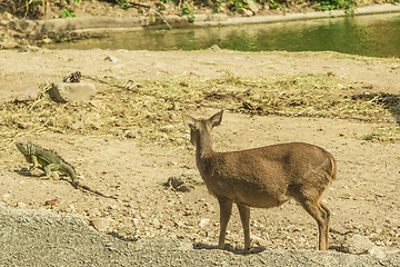 Image showing Tailand.Pattayya.Zoopark