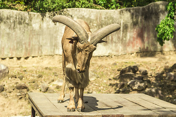 Image showing Tailand.Pattayya.Zoopark
