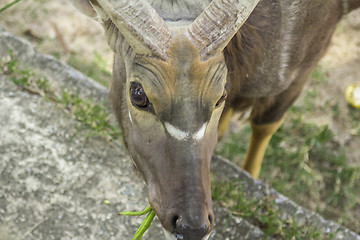 Image showing Tailand.Pattayya.Zoopark