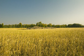 Image showing autumn sketches.