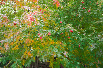 Image showing autumn sketches.